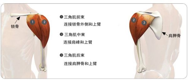 鍋ヨ韩鏂版墜绂忓埄鏈熷鑲岀粌鍝簺鍣ㄦ,鍋ヨ韩澧炶倢骞茶揣澶у叏