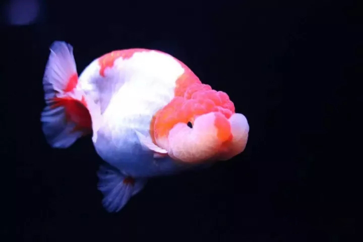 金鱼狮子头鎏金区别,虎头金鱼和狮子头金鱼的区别