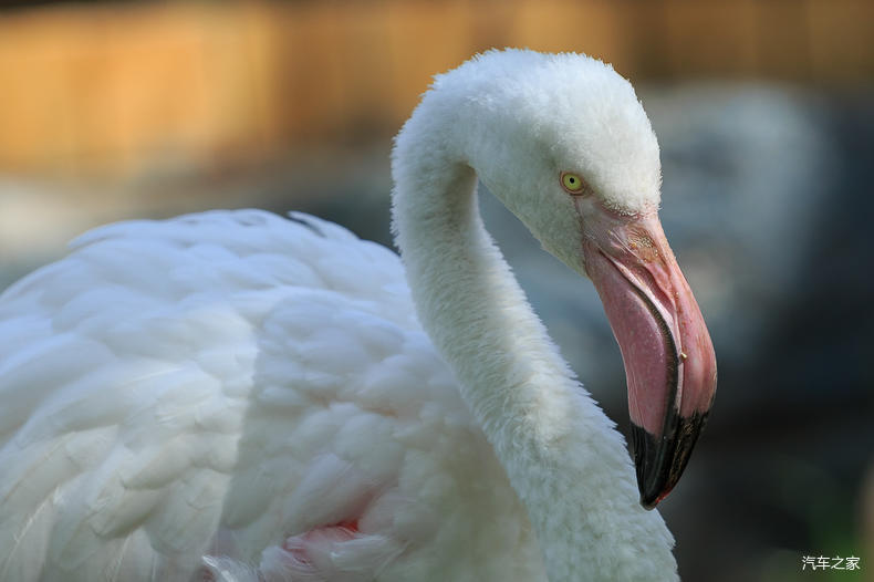 家乡之美美篇,家乡之美原唱完整版