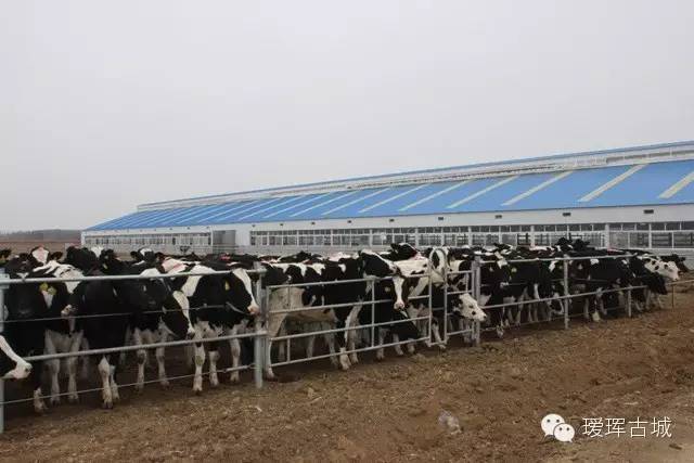 奶粉市场调查与分析,黑龙江黑河奶粉