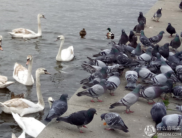 oppor9性能介绍,oppor9优点和缺点