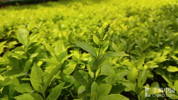 lgg5处理器好用吗,LGg5参数