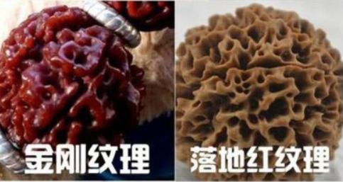 落地红金刚的正确盘玩方法,如何分辨金刚菩提与落地红