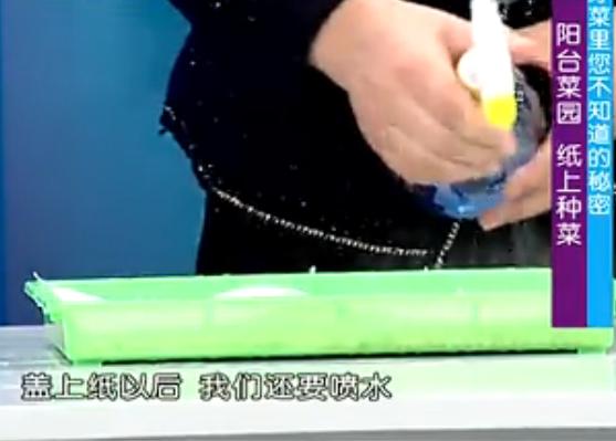 纸上种菜可以种向日葵吗,种菜小窍门两张纸就搞定