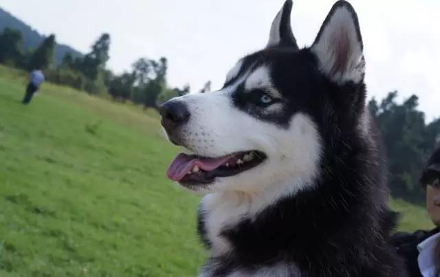 你必须知道的事情是什么,血统不纯正的哈士奇就是二哈吗