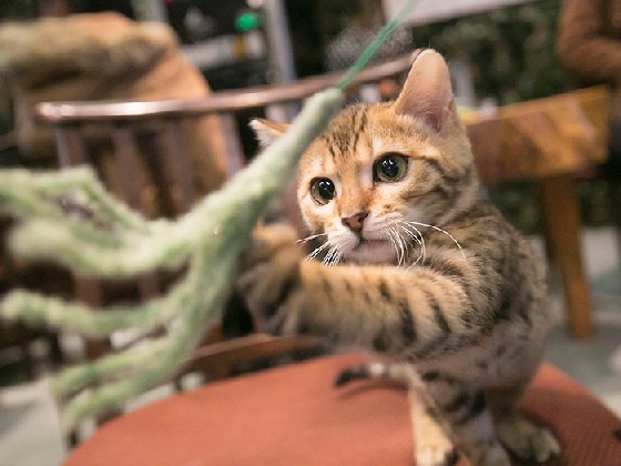 令人不禁着迷的豹纹魅力！日本首间“豹猫咖啡厅”人气开张