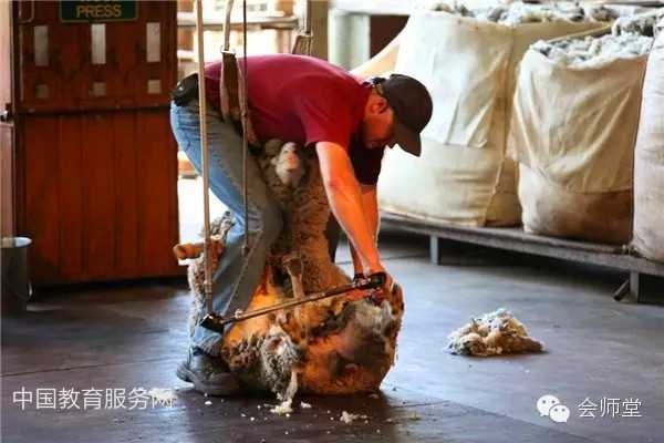 中国教育服务网：澳洲游记-羊毛是这样剪成的