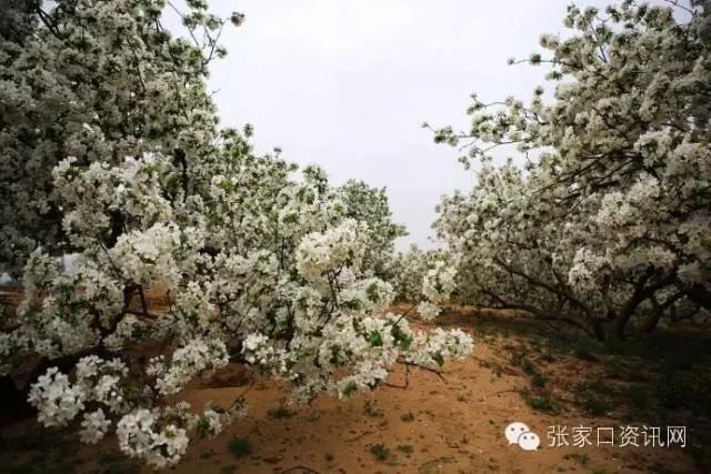 对不起，五一我就呆在张家口！别再约我了！