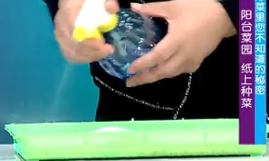 纸上种菜可以种向日葵吗,种菜小窍门两张纸就搞定