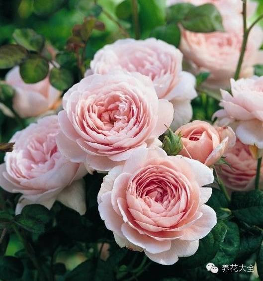 冷知识干货科普植物 (植物大战僵尸2冷门知识)