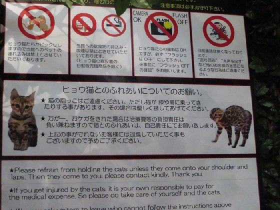 令人不禁着迷的豹纹魅力！日本首间“豹猫咖啡厅”人气开张