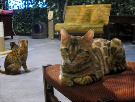 令人不禁着迷的豹纹魅力！日本首间“豹猫咖啡厅”人气开张