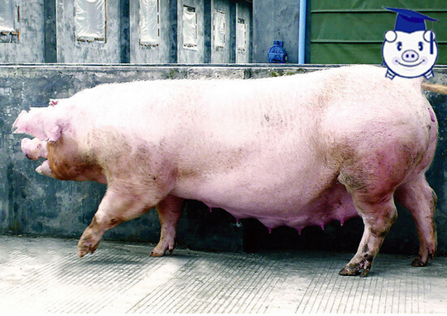 养猪的人最大的成就就是把猪养肥,母猪养猪技巧和方法最新