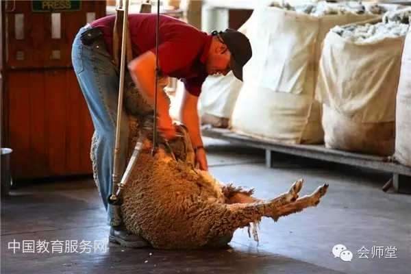 中国教育服务网：澳洲游记-羊毛是这样剪成的