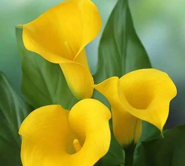 彩色马蹄莲花语象征与寓意,马蹄莲花语象征与寓意