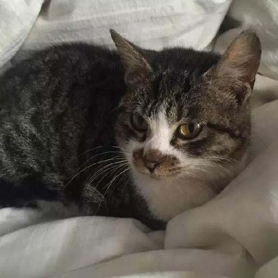 上海领养猫公益,上海领养狗狗店