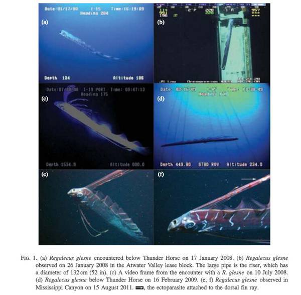 最大的带鱼能达到多长,又长又厚的一种带鱼是什么