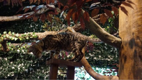 令人不禁着迷的豹纹魅力！日本首间“豹猫咖啡厅”人气开张