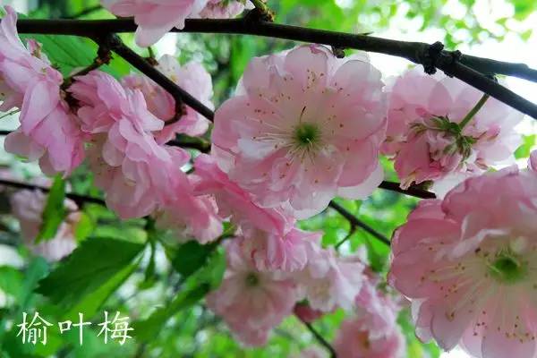 趣谈英文花名,趵突泉山大校区春天