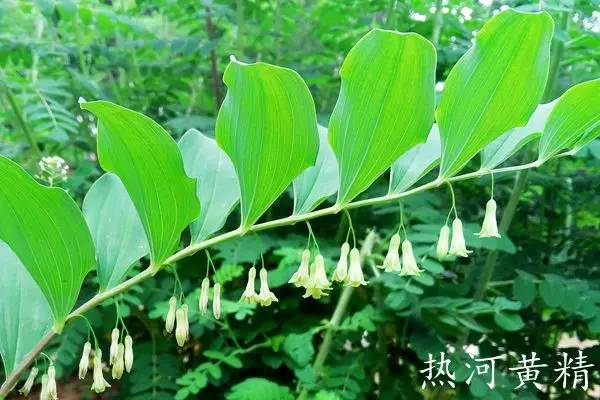 趣谈英文花名,趵突泉山大校区春天