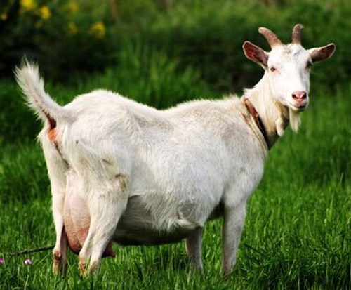 通过国家质检的羊奶粉,最新抽检奶粉合格名单