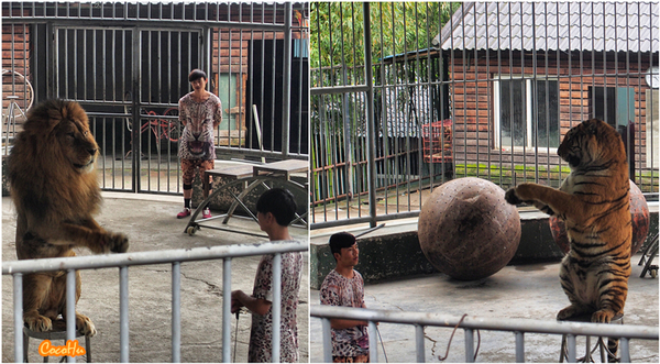 中南百草动物园,中南百草园萌宠乐园