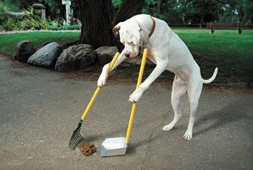 狗狗喜欢吃杂食怎么办,狗狗喜欢吃草怎么解决