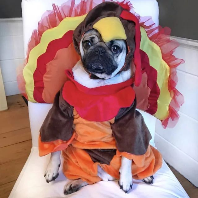 潮狗道格“爷是你无法攀登到的高度”丨每日午间报