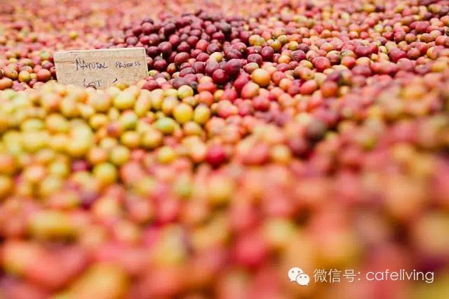 欢乐颂安迪吃邱莹莹做的饭,欢乐颂安迪给邱莹莹的咖啡