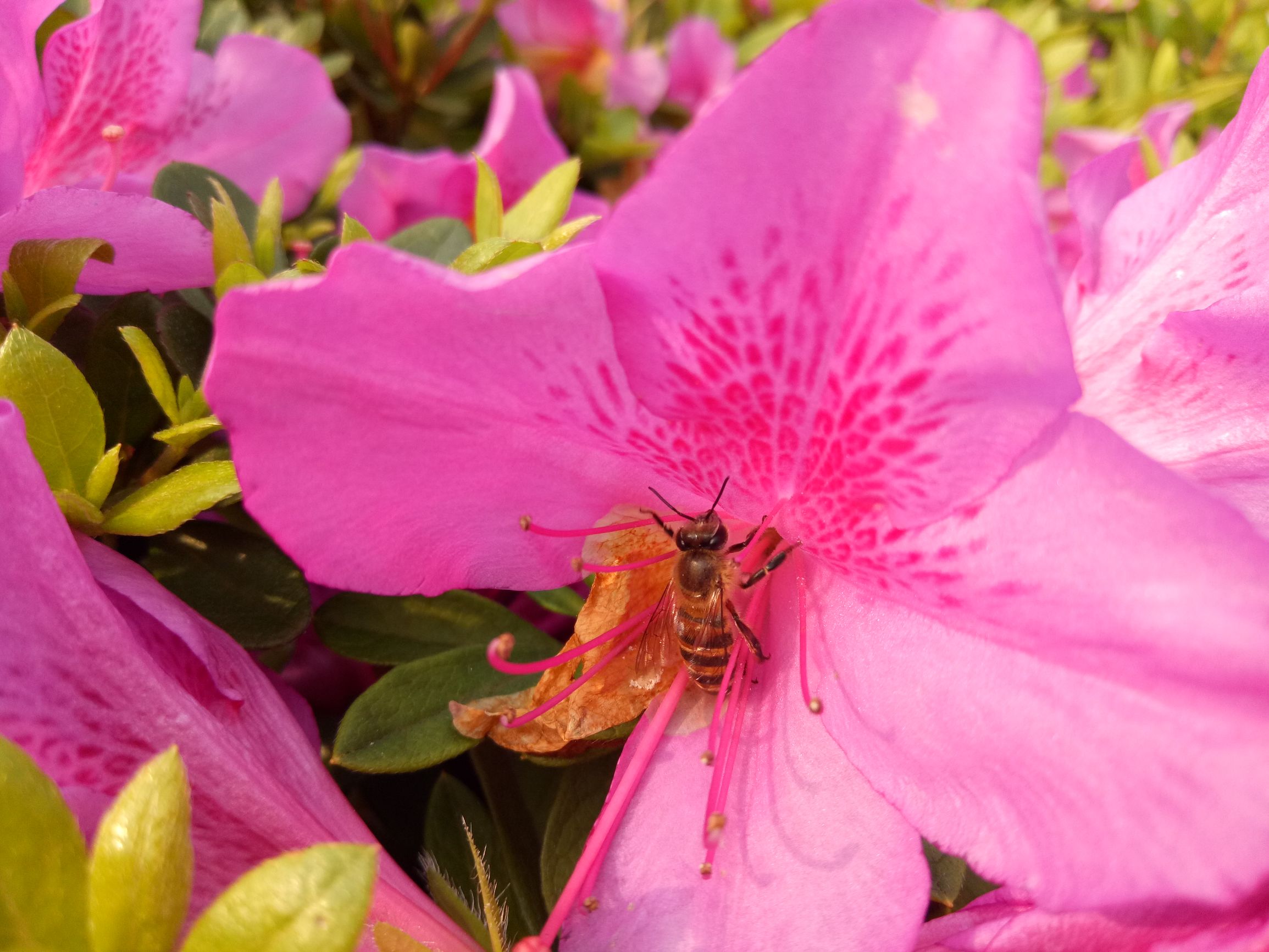 oppor9s李易峰大礼包,李易峰代言的手机oppo最新款