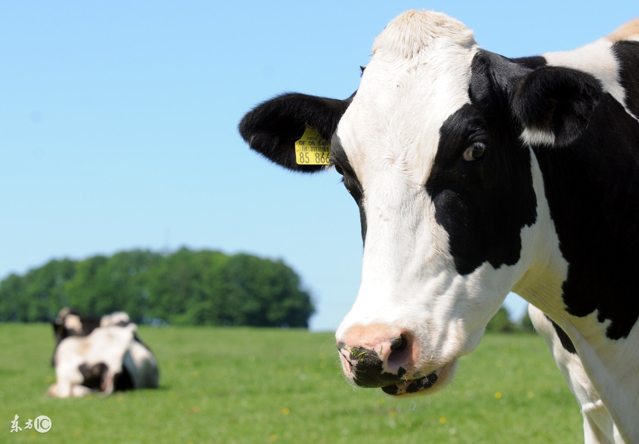 奶牛难产与救治视频,奶牛产科疾病诊断与治疗