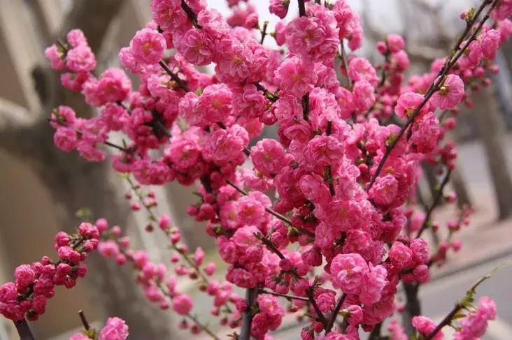 日本梅花品种和中国梅花区别,梅花十大稀有品种哪种梅花最珍贵