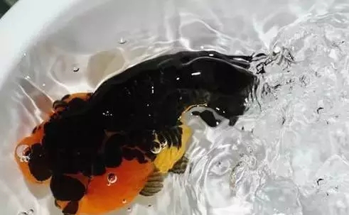 金鱼狮子头鎏金区别,虎头金鱼和狮子头金鱼的区别