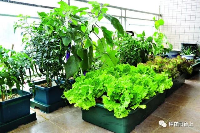 花花草草生虫用什么药更好,阳台花草长虫怎么处理