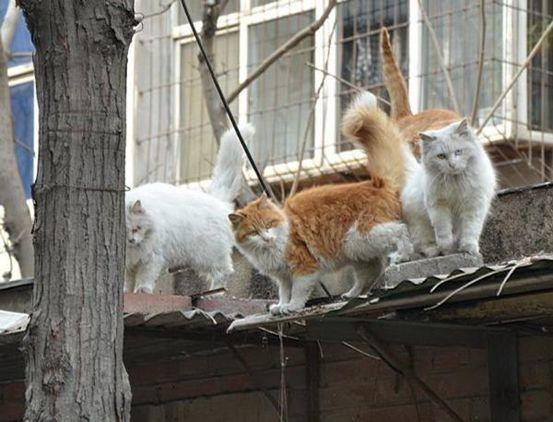 如果猫咪有翅膀,如果猫咪有星座