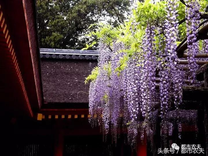 盘点家里那些长相乖巧却很毒的花