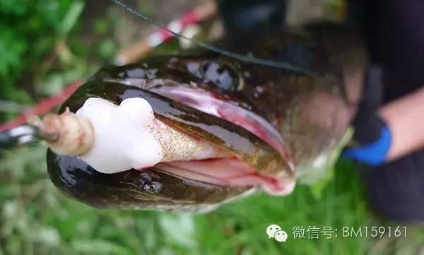 雷强操作教学,雷强雷蛙怎么装