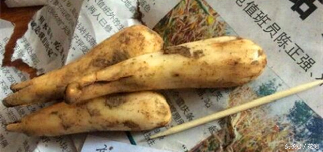 被叫猪牙花,花开却美过蝴蝶兰,而且至少活10年以上!