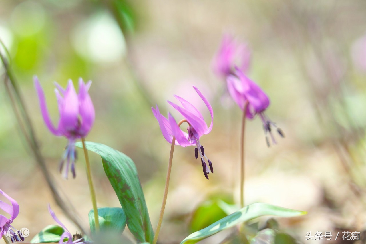 猪牙花的样子 (最漂亮的猪牙花)