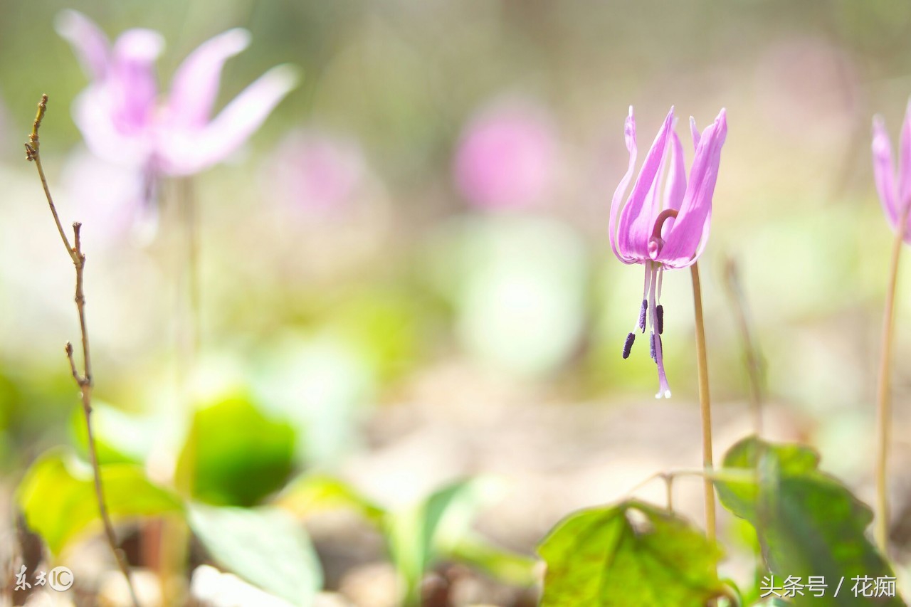 被叫猪牙花,花开却美过蝴蝶兰,而且至少活10年以上!