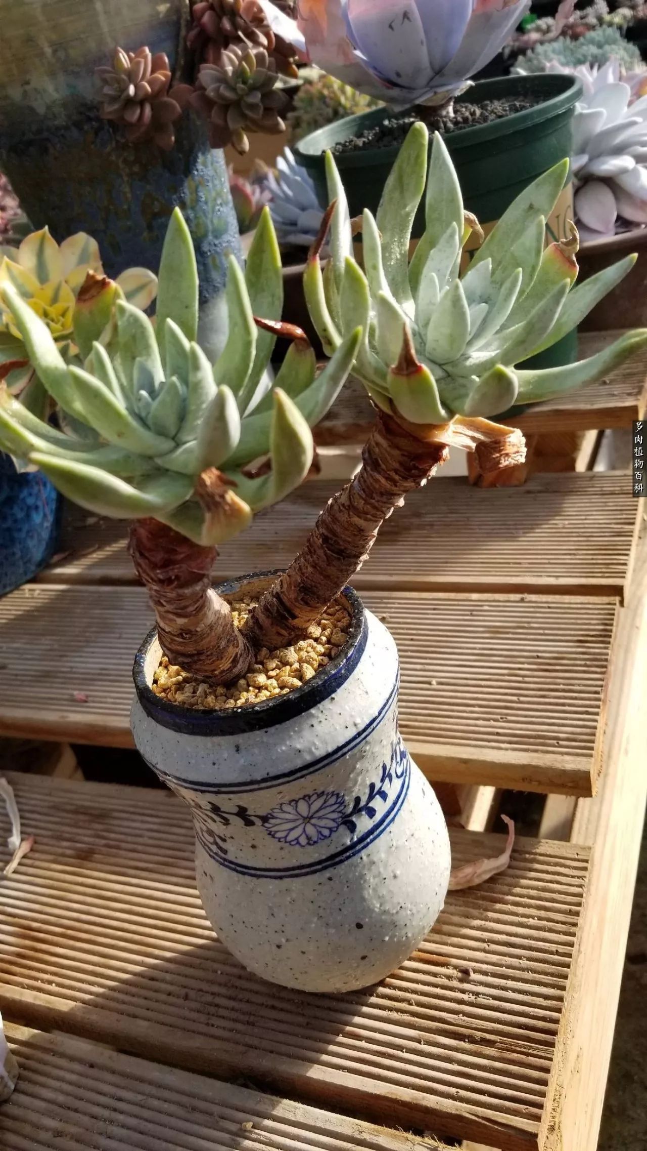 多肉如何养才不损耗杆子的养分,多肉养护修根视频