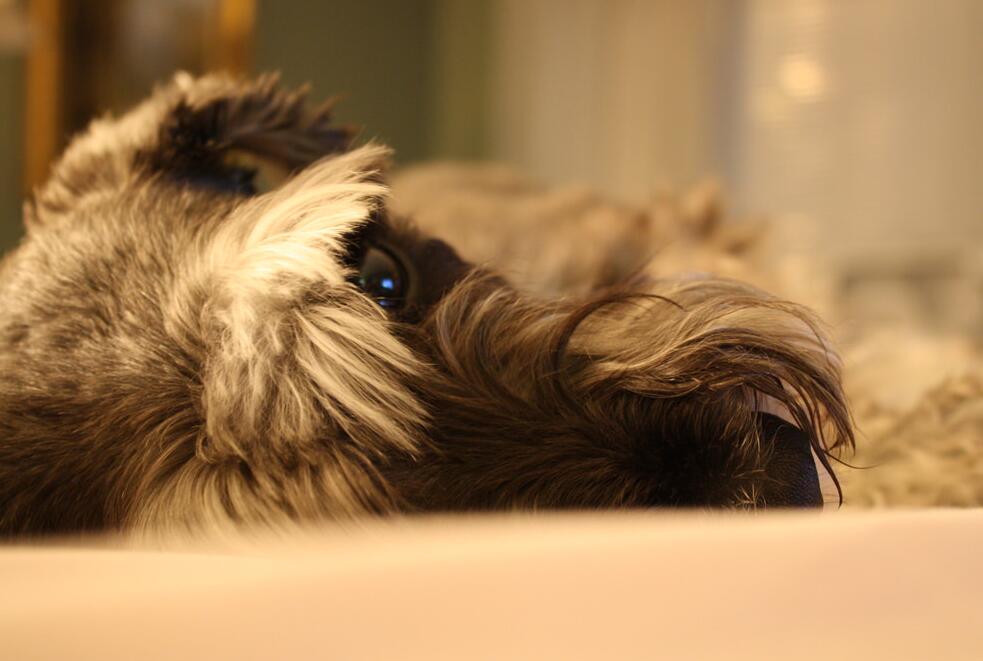 犬种百科之雪纳瑞,犬种解说雪纳瑞