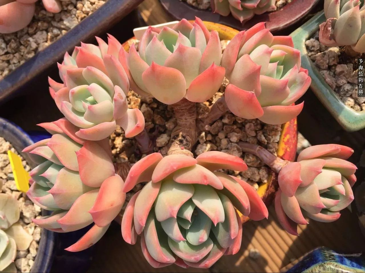 什么元素可以促进多肉生长,多肉修根喷除菌药