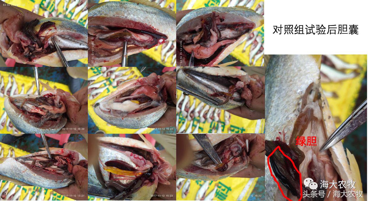 宁德大黄鱼白鳃病,大头鱼白嘴病怎么治疗最好