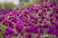 千日红茶做法大全,千日红几月份播种