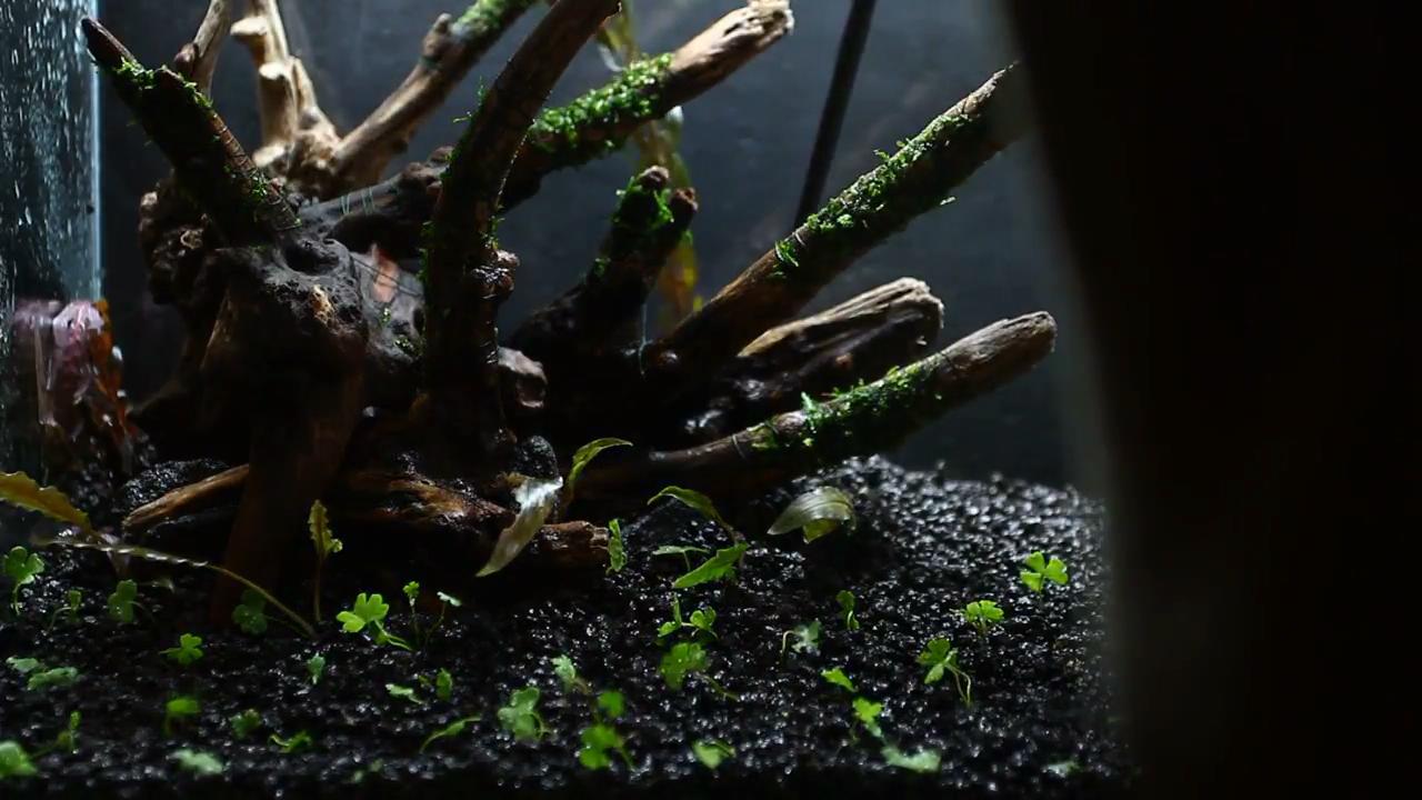 简单的草缸如何制作打理,最简单的小草缸