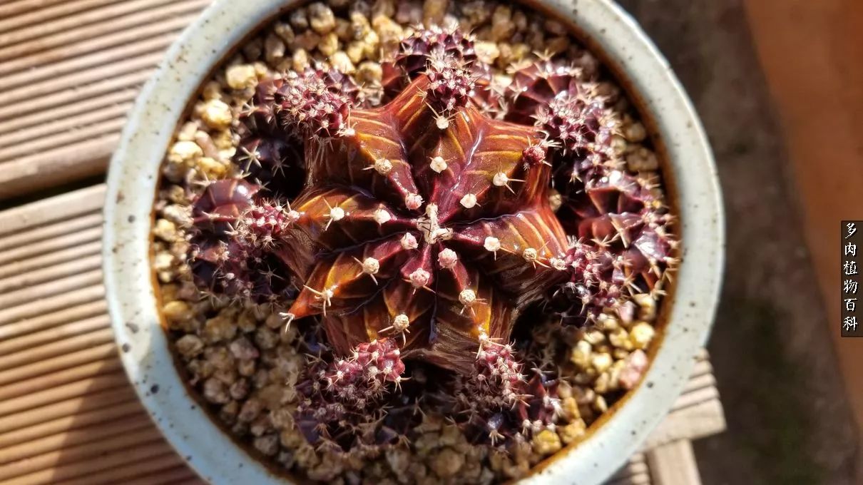 什么元素可以促进多肉生长,多肉修根喷除菌药