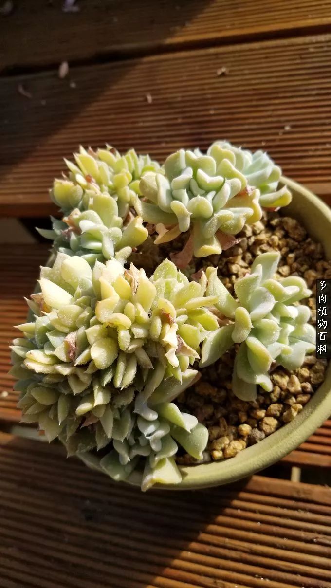 什么元素可以促进多肉生长,多肉修根喷除菌药