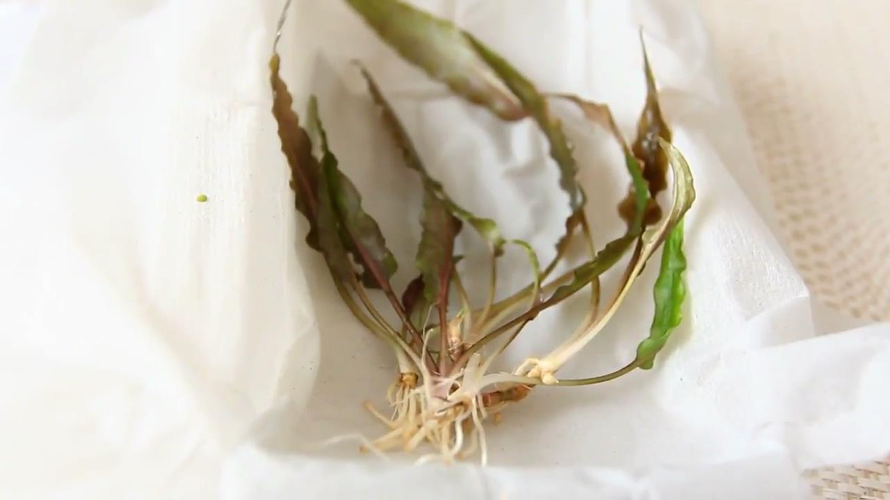 最简单的成品草缸,草缸的制作过程