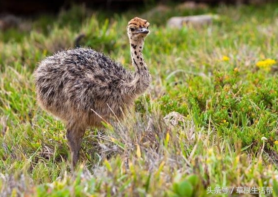 养殖“大笨鸟”，敲开致富门，80后回老家创业成为新一代农场主